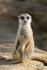 Portrait of a meerkat. Animal in close-up. Suricata suricatta.

