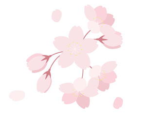 Fototapeta premium 桜の花のイラスト さくら サクラ ソメイヨシノ