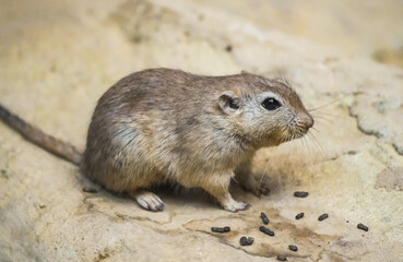 Portrait of a fat sand rat, Psammomys obesus. Rodent close-up. Gerbil.
