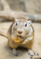 Portrait of a fat sand rat, Psammomys obesus. Rodent close-up. Gerbil.
