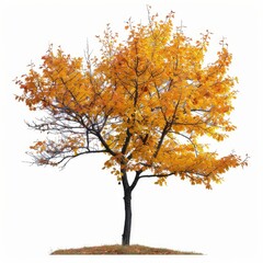 Fototapeta premium Vibrant autumn tree with golden leaves.