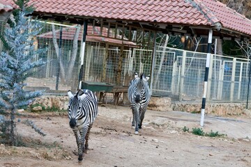 Zebra fenced enclosure. High quality photo