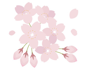 桜の花のイラスト　さくら　サクラ　ソメイヨシノ