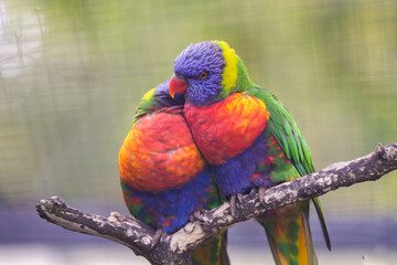 Portrait of a mountain lorikeet pair. Bird with colorful plumage close-up. Allfarblori. Trichoglossus haematodus. Coconut lorikeet.
