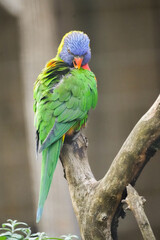 Portrait of a mountain lorikeet on a branch. Bird with colorful plumage close-up. Allfarblori. Trichoglossus haematodus. Coconut lorikeet.
