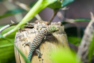 Portrait of a gecko with green brown skin.
