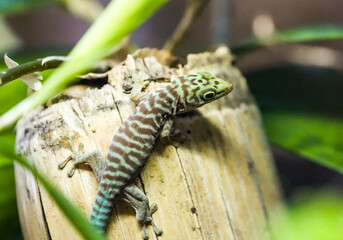 Fototapeta premium Portrait of a gecko with green brown skin. 