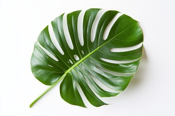 Stunning Monstera Leaf, Tropical Beauty