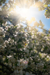 The Delightful and Captivating View of Blossoming Flowers Under the Bright and Warm Sunlight