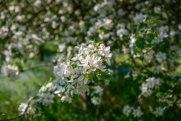 Obraz premium The Delightful and Captivating View of Blossoming Flowers Under the Bright and Warm Sunlight
