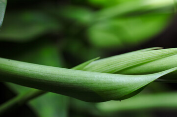 Green leaves curling up against a blurred background.
