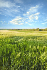 Greenery, corn field or leaves with blue sky or natural growth in sunlight for eco friendly environment, farming or ecology in nature. Scenery, growing land or grass with windy weather in countryside