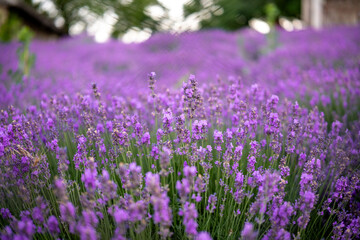 Naklejka premium Beautiful image of lavender field over summer sunrise landscape. Blooming lavender field close-up.