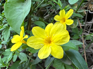 Primrose jasmine or Japanese jasmine (lat.- Jasminum mesnyi)