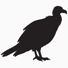 condor isolated on white silhouette