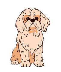 Shih Tzu dog illustration cute cartoon style features fluffy brown and cream fur sitting on white background perfect for pet-themed designs