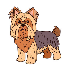 Yorkshire Terrier cartoon style cute dog illustration with detailed fur standing on white background pet character design
