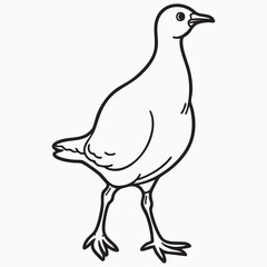 quail isolated on white silhouette