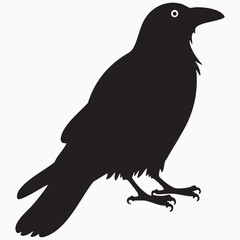 raven isolated on white silhouette