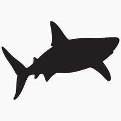 shark isolated on white silhouette