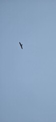Kite Raptor flying in the skies 