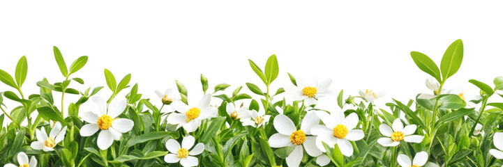 Fototapeta premium PNG Real spring grass leaves flower leaf background.