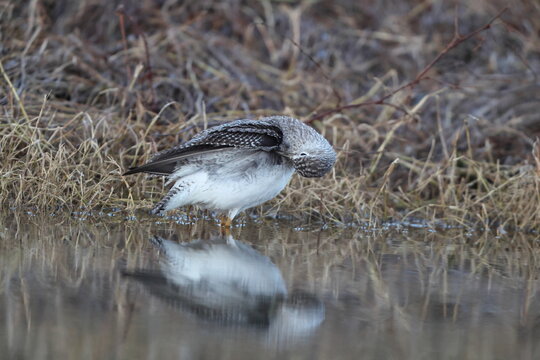 The greater yellowlegs (Tringa melanoleuca) is a large shorebird in the family Scolopacidae. This photo was taken in Japan.