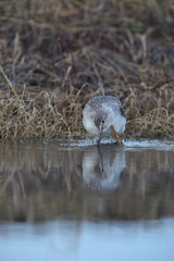 The greater yellowlegs (Tringa melanoleuca) is a large shorebird in the family Scolopacidae. This photo was taken in Japan.