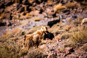 2024 03 15 Jebel Saghro Atlas goats 165