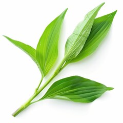 Fresh green leaves with natural texture.