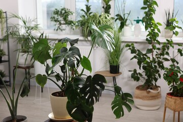 Fototapeta premium Many different houseplants in pots at home