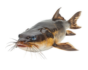 sleek catfish with whiskers, showcasing its unique features against transparency background. This aquatic creature is known for its distinctive appearance and is often found freshwater