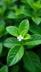 Low-growing evergreen shrub with waxy leaves and small white flowers, flora, leafy greens, parasitic