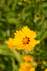 Lanceleaf tickseed flower