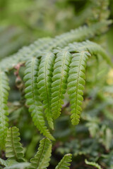 Scaly male fern leaf detail