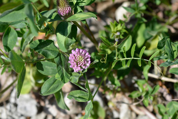 Red clover flower