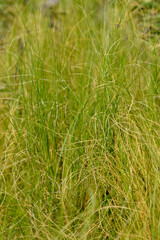 Pony tails grass leaves