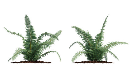 man fern grass isolated on transparant background. 3d rendering