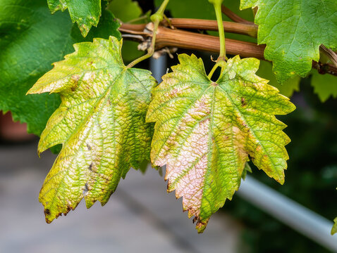 Grapevine leaf showing symptoms of esca disease, close up