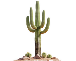 unique saguaro cactus tree stands tall, surrounded by smaller cacti on rocky soil, showcasing beauty of desert flora. This striking image captures essence of arid landscapes