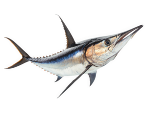 majestic marlin with long bill, showcasing vibrant colors and intricate details, isolated on transparency background, perfect for marine themed designs