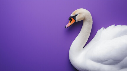 white swan  with white feathers isolated on purple  background