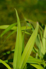 Flax lily leaves