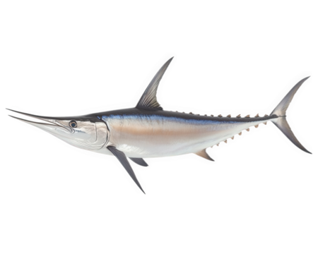 majestic marlin with long bill, showcasing its sleek body and fins, isolated on transparency background. This fish represents strength and grace in ocean