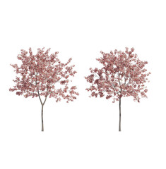 Fototapeta premium peach tree isolated on transparant background. 3d rendering