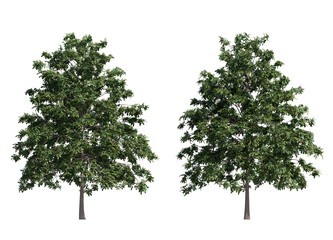 pedunculate oak tree isolated on transparant background. 3d illustration