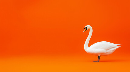 Fototapeta premium white swan with white feathers isolated on orange background