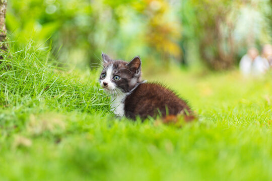 A playful black and white kitten exploring the green grass with curiosity