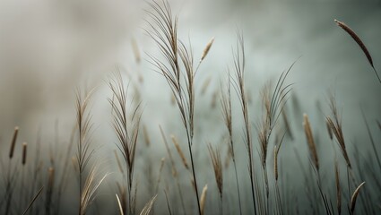 Fototapeta premium Tall grass plumes in field with soft diffused light creating hazy atmosphere