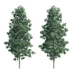 Fototapeta premium Quaking Aspen Tree isolated on transparant background. 3d illustration